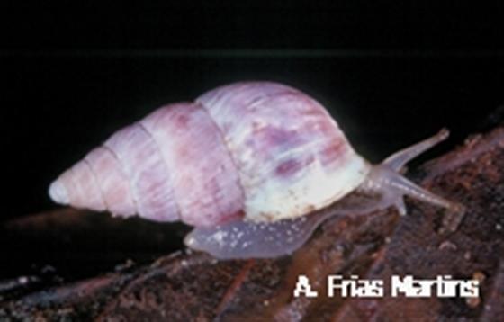 Napaeus alabastrinus Martins, 1989
